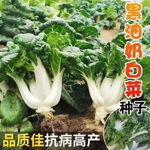 【农家推荐】黑油奶白菜种子小白菜青菜黑油菜四季蔬菜种植菜种子