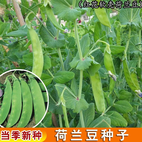 软荚甜脆荷兰豆种子豌豆苗四季播种大荚菜豆豌豆豆角种子农家蔬菜