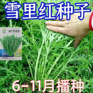 雪里藉种子细叶雪里蕻农家菜籽蔬菜九头鸟种子排菜四季香青菜菜园