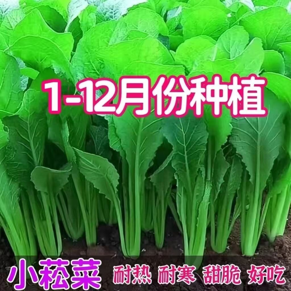 正宗美味小菘菜种子小松菜籽耐热速生耐寒青梗菜阳台青松菜小青菜图片