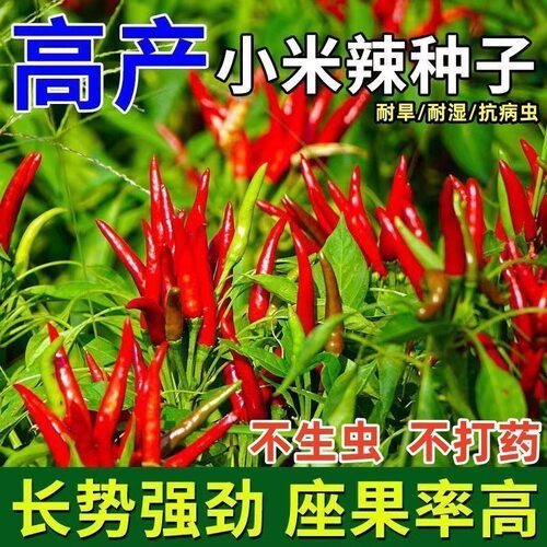 小米辣种子特辣超辣薄皮土红辣椒指天椒小米椒朝天椒特辣辣椒种子