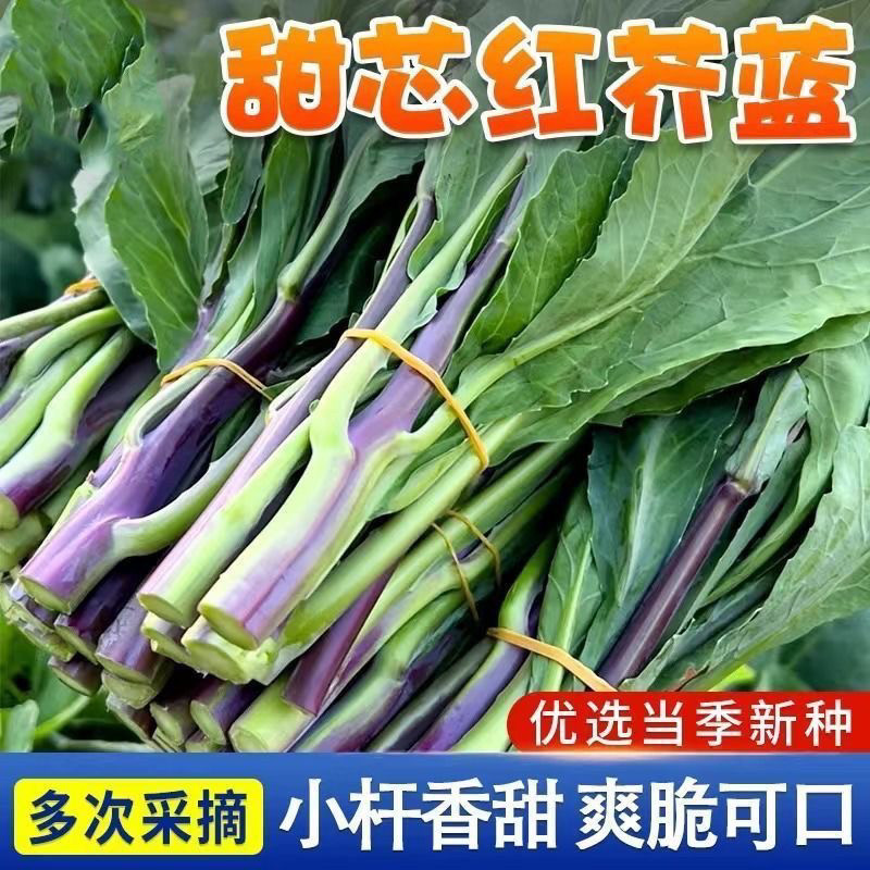 甜芯红芥蓝种子红脚芥兰种籽四季阳台盆栽紫梗芥兰农家蔬菜种子,鲜花速递/花卉仿真/绿植园艺,家庭园艺种子,淘宝优惠券,粉丝福利购,淘宝优惠卷