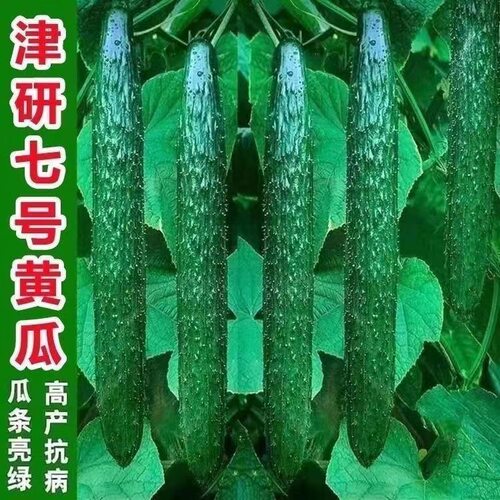 津研七号 油亮满芯绿黄瓜种子 绿皮绿心 籽好吃 易种生吃甜脆黄瓜