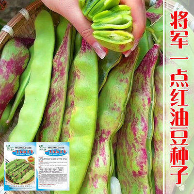 一点红豆角种籽东北油豆种籽将军豆春夏秋四季高产抗病豆角种子