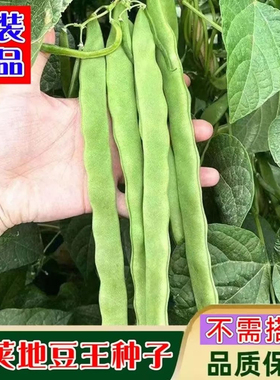 地豆王一号豆角种子无架四季豆菜早熟抗病宽荚肉嫩白莲豆蔬菜种籽