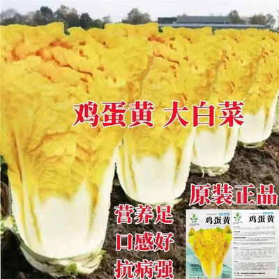 鸡蛋黄白菜种子黄心大白菜早熟抗病高产四季种秋冬季蔬菜种子大全