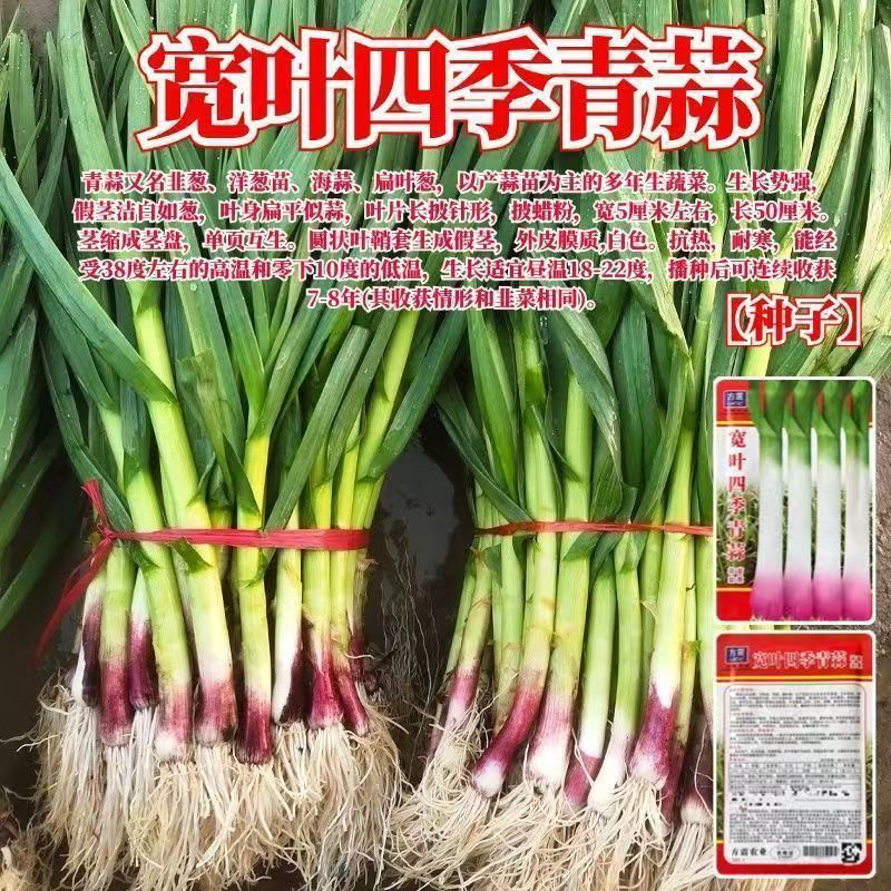 宽叶四季青蒜种子四季紫皮正宗红头青蒜种硬叶蒜薹硬杆无苔大蒜新