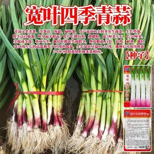 宽叶四季青蒜种子四季紫皮正宗红头青蒜种硬叶蒜薹硬杆无苔大蒜新