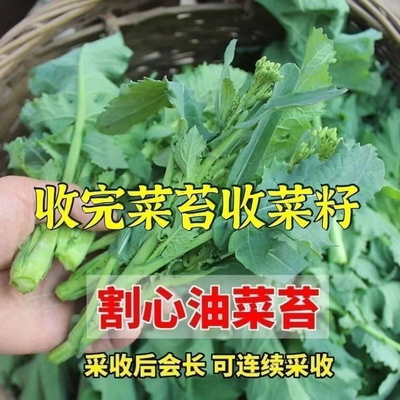 美味油菜苔一号种子四季蔬菜