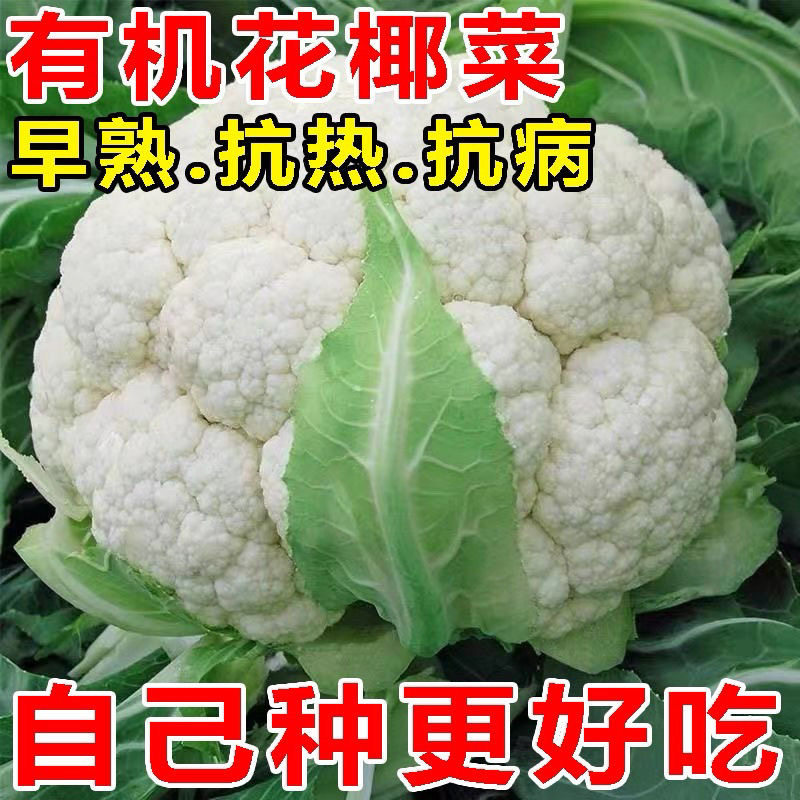 雪妃80天有机花菜种子青梗花椰菜种籽季蔬菜种子夏秋农家小院种子
