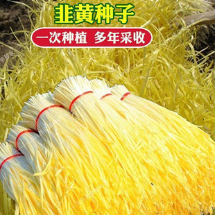 四季韭黄种子黄韭菜籽耐低温弱光高产农家大田盆栽韭菜秋冬蔬菜子