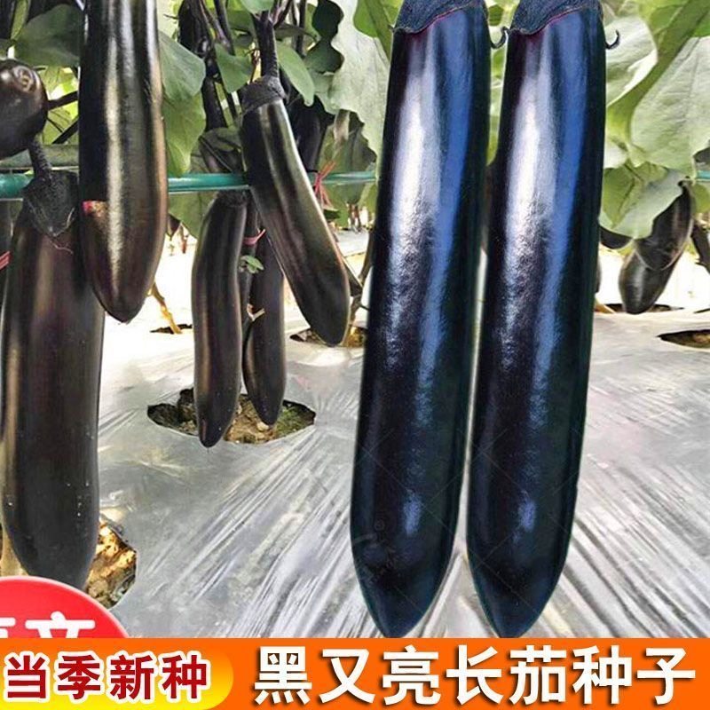 高产黑又亮长茄黑柄特长茄子阳台庭院蔬菜大田盆栽庭四季蔬菜种子,鲜花速递/花卉仿真/绿植园艺,家庭园艺种子,淘宝优惠券,粉丝福利购,淘宝优惠卷