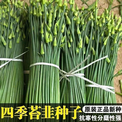 韭菜种子高产四季苔韭种子