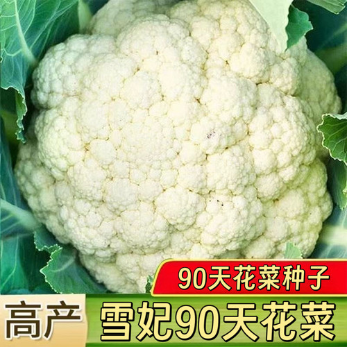 雪妃90天花菜种子种子松花菜种子籽春秋四季阳台盆栽花菜种子大全
