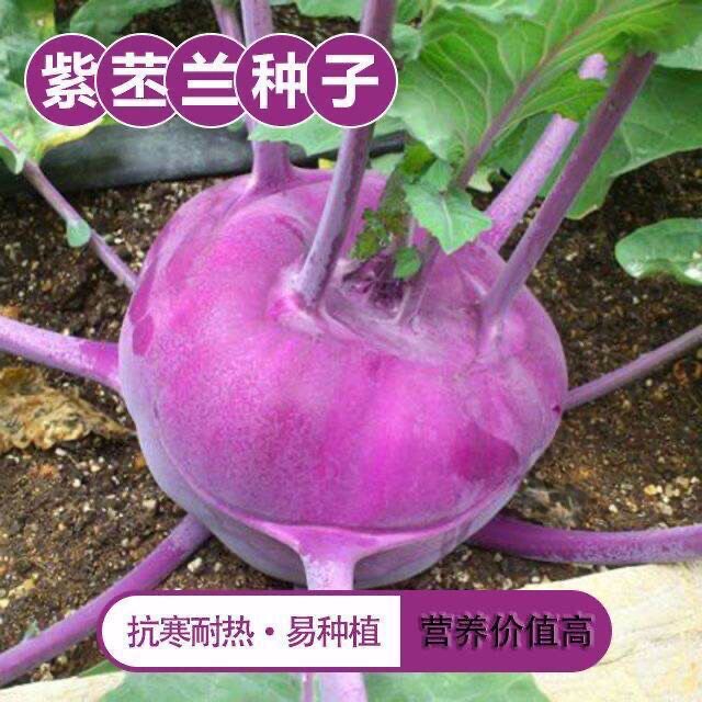 水果紫苤蓝种子苤兰球茎苤菜天津青苤蓝大头菜薄皮生吃脆嫩芥兰头