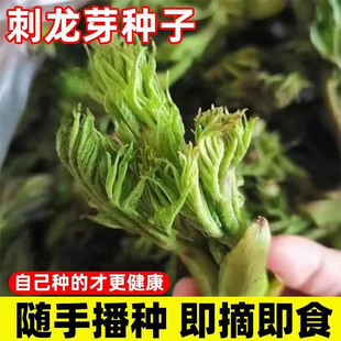 东北刺龙芽种子刺嫩芽种子懒人种子刺包芽种子室内蔬菜种子野菜