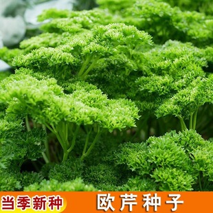 欧芹种子菜种籽荷兰芹法香意大利番西香料香草蔬菜调味西餐厅配菜