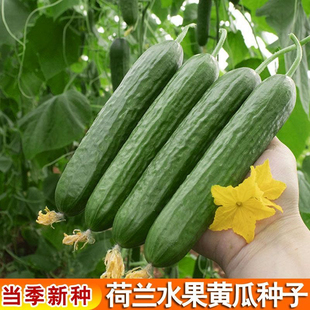 荷兰水果黄瓜种子节节瓜高产小黄瓜青瓜春秋季阳台盆栽黄瓜种籽