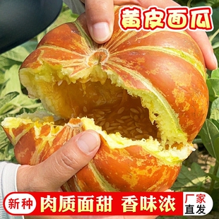 黄皮面瓜种子皮面瓜种籽春季夏季种植水果种子香面甜瓜种子