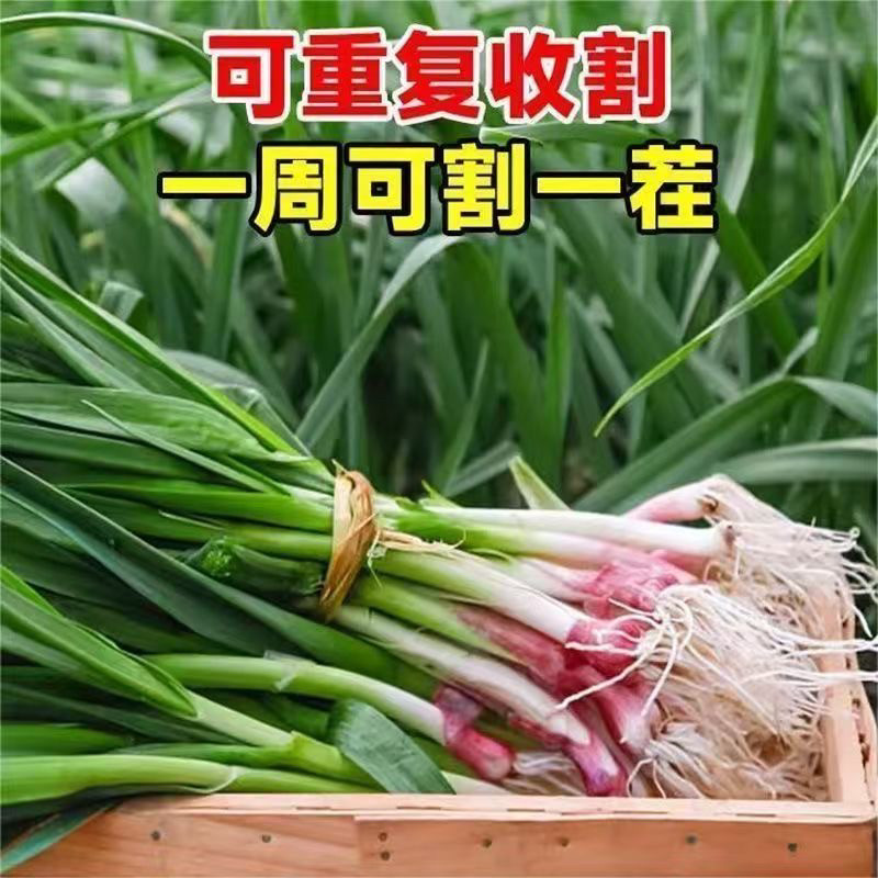 宽叶四季青蒜种子四季紫皮正宗红头青蒜种硬叶蒜薹硬杆无苔大蒜新