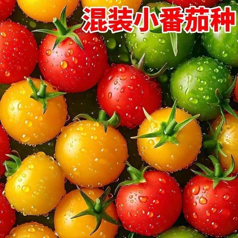 混装小番茄种子彩色西红柿籽红黄绿紫圣女果种籽四季盆栽蔬果种孑