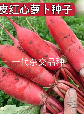透心红萝卜红心红皮萝卜种子胭脂红甜脆萝卜籽腌制泡萝卜蔬菜种子