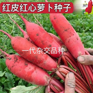 透心红萝卜红心红皮萝卜种子胭脂红甜脆萝卜籽腌制泡萝卜蔬菜种子