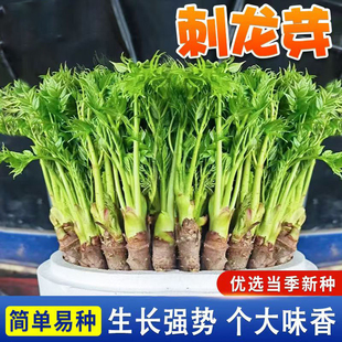 东北刺龙芽种子刺嫩芽种子懒人种子刺包芽种子室内蔬菜种子野菜