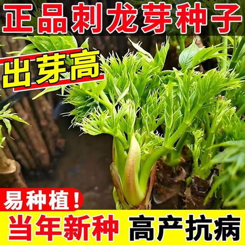 东北刺龙芽种子刺嫩芽种子懒人种子刺包芽种子室内蔬菜种子野菜