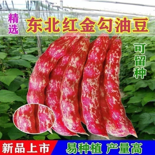 红金钩豆角种子家雀蛋豆角种子东北高产油豆角种子芸豆架豆菜种子