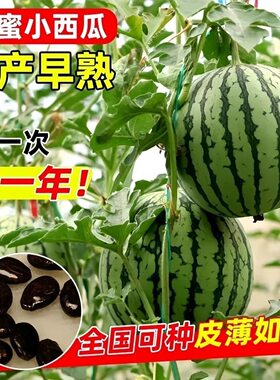 超甜麒麟蜂蜜红瓤小西瓜籽绿皮红心小西瓜四季种植阳台盆栽水果籽