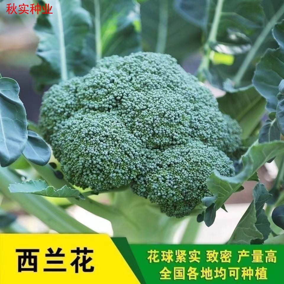 福农80天西兰花花菜有机四季种植图片