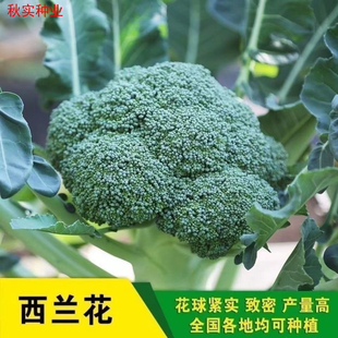 福農80天西兰花花菜有机四季种植阳台室内盆栽植物种子田园秋季