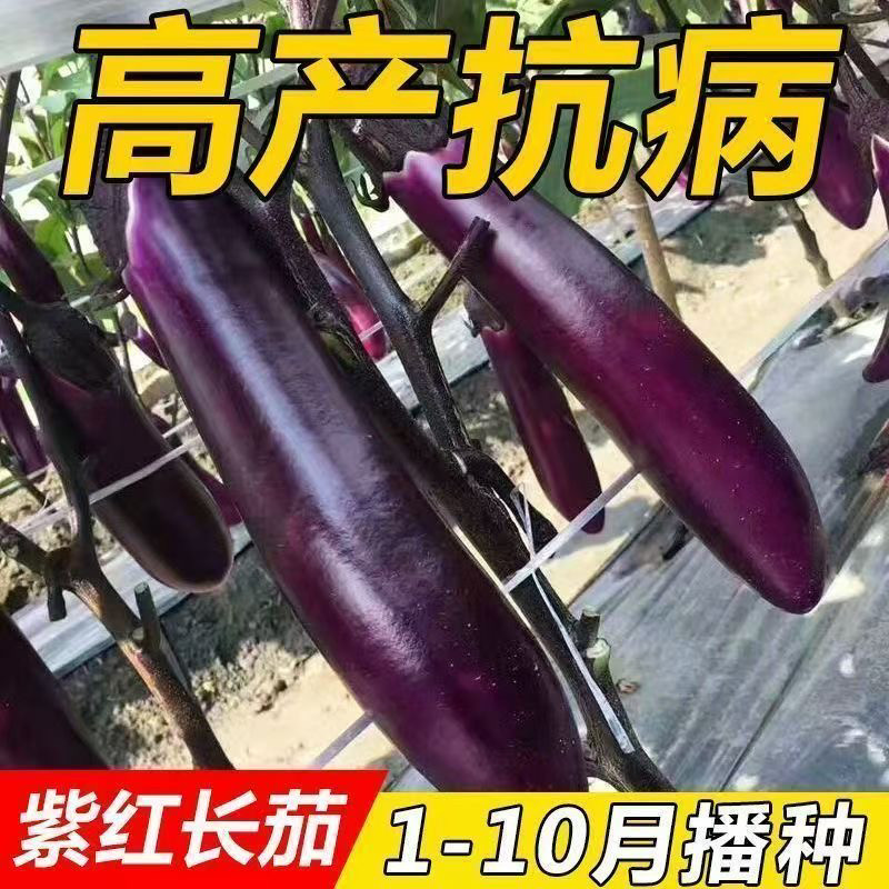 紫红长茄子种子紫玉长茄春秋室外阳台盆栽四季蔬菜农家紫茄子种子