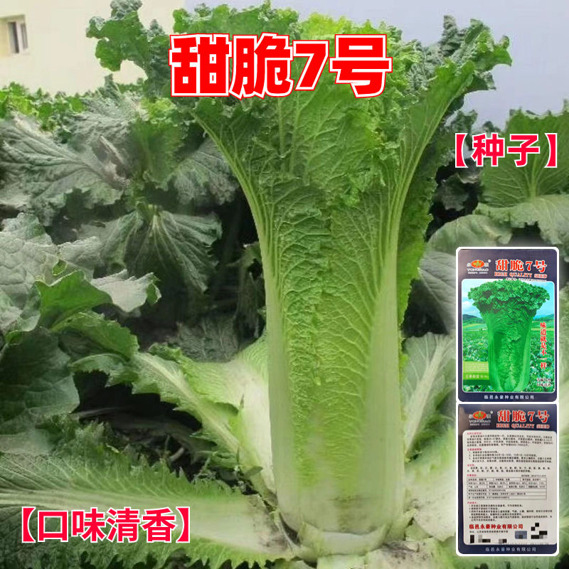 甜脆7号种子早熟直筒青麻叶大白菜种子高产抗病秋播四季蔬菜种子