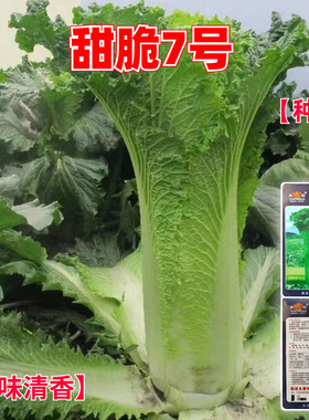 甜脆7号种子早熟直筒青麻叶大白菜种子高产抗病秋播四季蔬菜种子