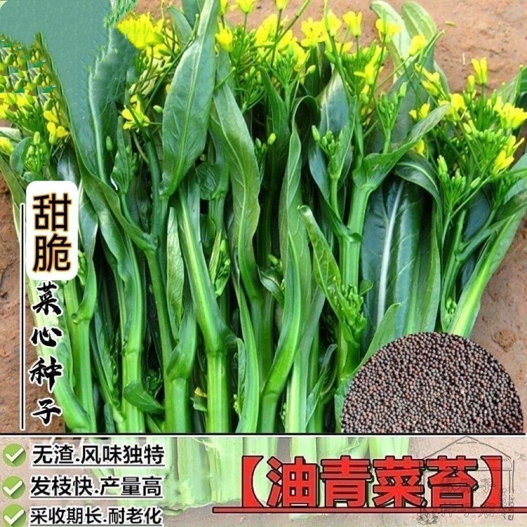 蔬优60天油青甜菜心种子快大肥仔菜整齐度甜爽脆四季蔬菜种子 - 实物图