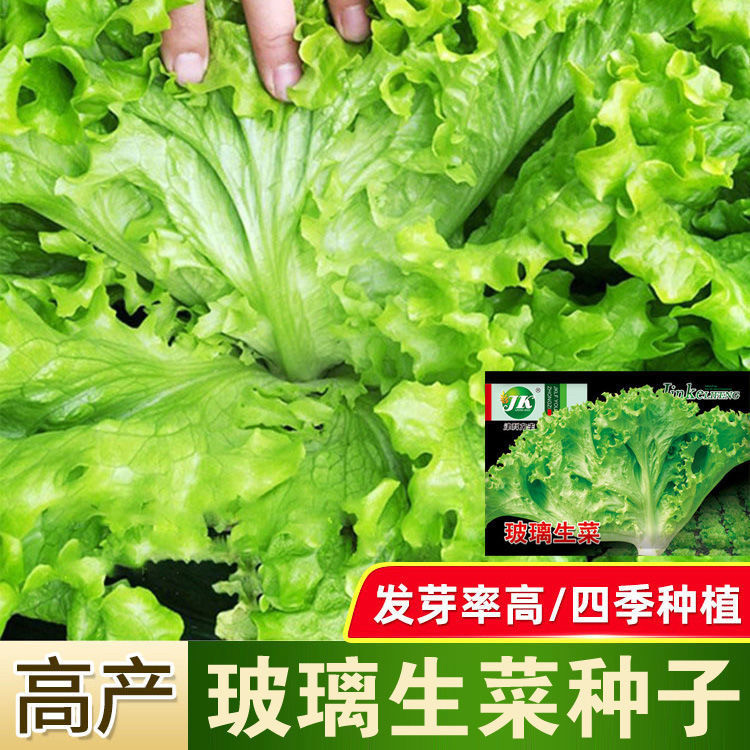 玻璃生菜新鲜蔬菜叶菜类生菜烤肉凉拌甜脆多汁沙拉菜农家新鲜蔬菜