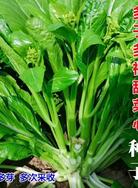 多子多福甜菜心特甜脆菜苔芯种子