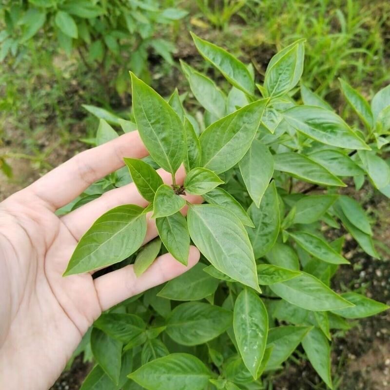 九层塔种子食用台湾金不换非罗勒家庭园艺种子