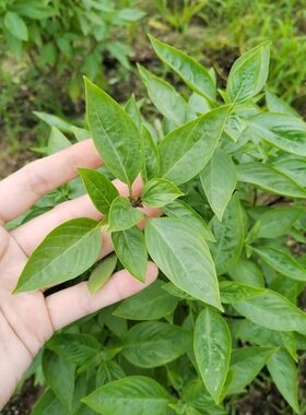 九层塔种子食用台湾金不换非罗勒叶冬阴功香料菜三杯鸡红梗九层塔