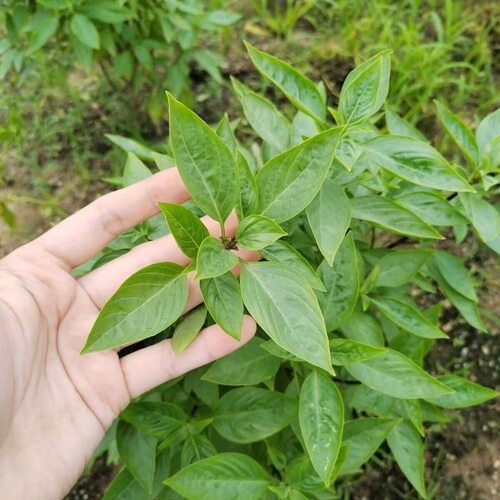 九层塔种子食用台湾金不换非罗勒叶冬阴功香料菜三杯鸡红梗九层塔