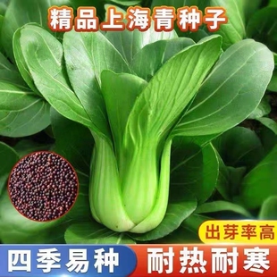 四季 上海青种子白菜种籽蔬菜种子大全青菜小白菜阳台易种盆栽油菜