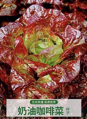奶油咖啡生菜种子新鲜蔬菜紫色生菜罗马生菜脆甜生吃蔬菜沙拉菜孑