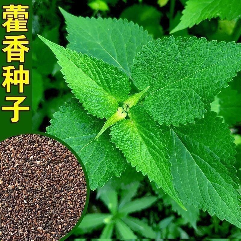 新鲜藿香种子食用藿香盆栽原土霍香苗五香叶鱼香种子阳台庭院蔬菜