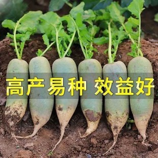 正宗绊倒驴青萝卜种子甜脆萝卜种子青皮萝卜种子闷倒驴绿心萝卜籽