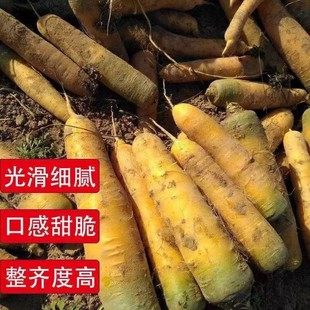 水果胡萝卜种子秋四季黄胡萝卜种籽新疆手抓饭配菜胡罗卜蔬菜种J