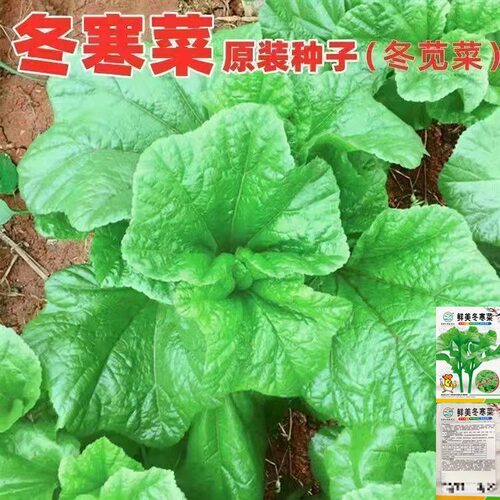 冬寒菜种子冬苋菜种子东汉菜马蹄菜种子阳台盆栽叶菜秋冬蔬菜种子