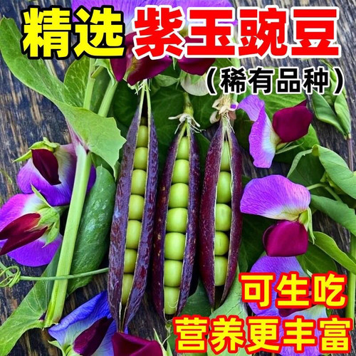 紫玉脆甜豌豆种子非转基因
