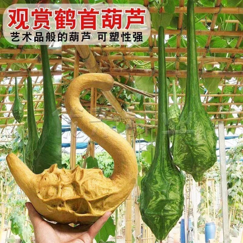 鹤首葫芦种子文玩葫芦籽天鹅葫芦种子观赏顽皮葫芦庭院盆栽四季播,鲜花速递/花卉仿真/绿植园艺,家庭园艺种子,淘宝优惠券,粉丝福利购,淘宝优惠卷